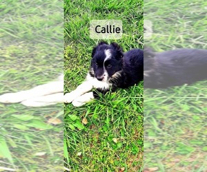 Border Collie Puppy for sale in CLARKRANGE, TN, USA