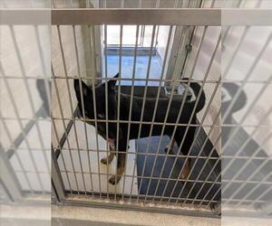 Australian Cattle Dog-Unknown Mix Dogs for adoption in Upland, CA, USA
