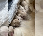 Small Photo #3 Goldendoodle Puppy For Sale in COATESVILLE, PA, USA
