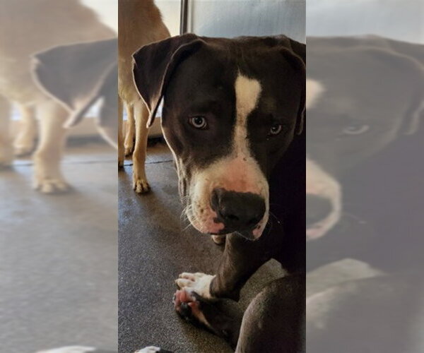 Medium Photo #1 Mutt Puppy For Sale in San Bernardino, CA, USA