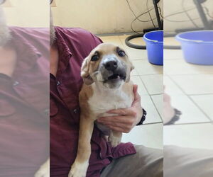 Labrador Retriever-Unknown Mix Dogs for adoption in Amarillo, TX, USA