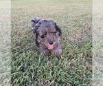 Small #2 Aussiedoodle
