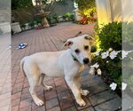 Small #4 Labrador Retriever