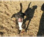 Small Photo #3 Feist Terrier-Labrador Retriever Mix Puppy For Sale in Anniston, AL, USA