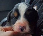Small #7 Bernese Mountain Dog
