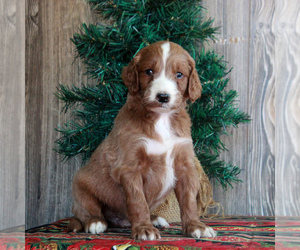Irish Troodle Puppy for sale in HONEY BROOK, PA, USA
