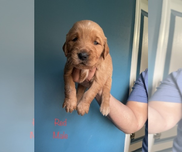 Medium Photo #1 Golden Retriever Puppy For Sale in STATHAM, GA, USA