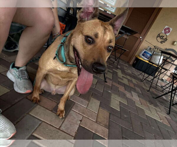 Medium Photo #2 Labrador Retriever-Unknown Mix Puppy For Sale in Pompano Beach , FL, USA