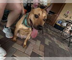 Small #1 Labrador Retriever Mix