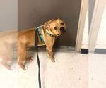Small #12 Bullboxer Pit