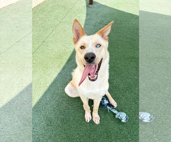 Medium Photo #3 Gerberian Shepsky Puppy For Sale in McKinney, TX, USA