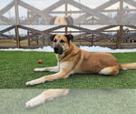 Small #6 Anatolian Shepherd Mix