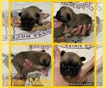 Small Photo #2 French Bulldog Puppy For Sale in EUNICE, LA, USA