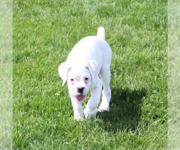 Medium Photo #8 Boxer Puppy For Sale in SHIPSHEWANA, IN, USA
