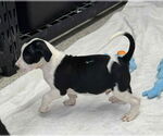 Small #2 American Boston Bull Terrier