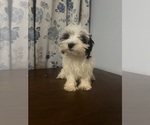 Small #5 Havanese