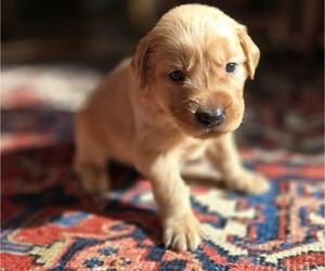 Golden Retriever Puppy for sale in HAMMONTON, NJ, USA