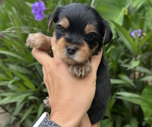 Yorkshire Terrier Puppy for sale in DEWY ROSE, GA, USA