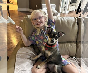 Fresca - Female Miniature Pinscher-Unknown Mix Dog for Adoption - Photo #5