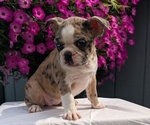 Small #2 Faux Frenchbo Bulldog