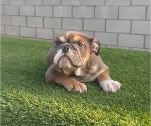 English Bulldog Puppy for sale in JERSEY CITY, NJ, USA