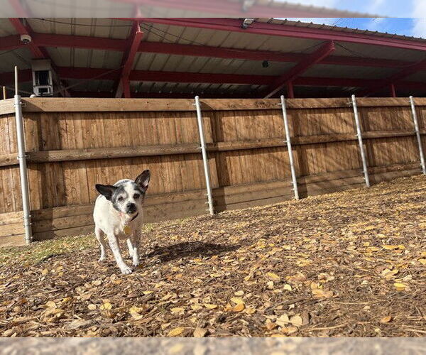 Medium Photo #2 Rat-Cha Puppy For Sale in Plano, TX, USA