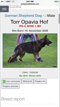 Medium Photo #1 German Shepherd Dog Puppy For Sale in CARTHAGE, TN, USA