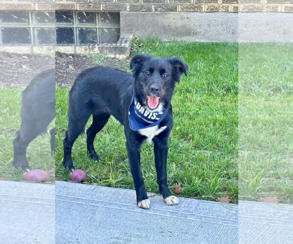 Medium Photo #1 Borador Puppy For Sale in Germantown, OH, USA