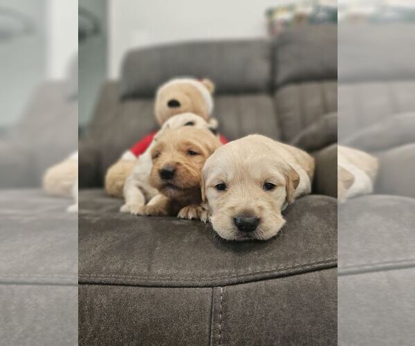 Medium Photo #19 English Cream Golden Retriever Puppy For Sale in SACRAMENTO, CA, USA