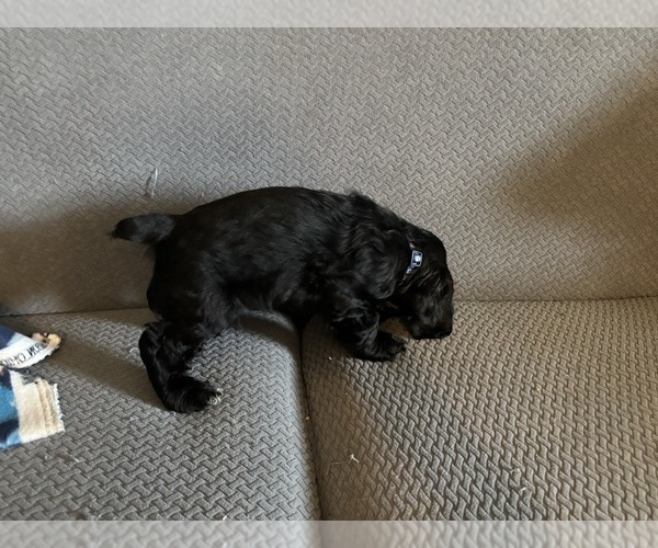 Medium Photo #14 Cocker Spaniel Puppy For Sale in COLBERT, GA, USA