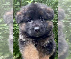German Shepherd Dog Puppy for Sale in FOSTER, Rhode Island USA