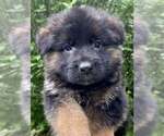 Small German Shepherd Dog