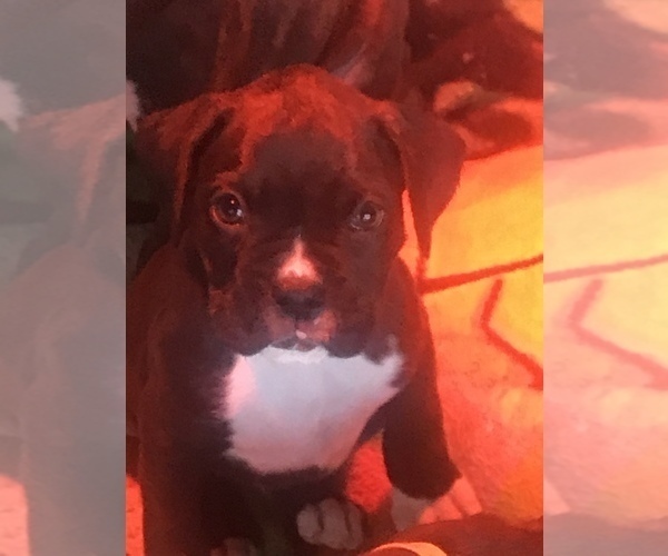 Medium Photo #3 Boxer Puppy For Sale in CONROE, TX, USA