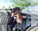 Small #3 Great Dane