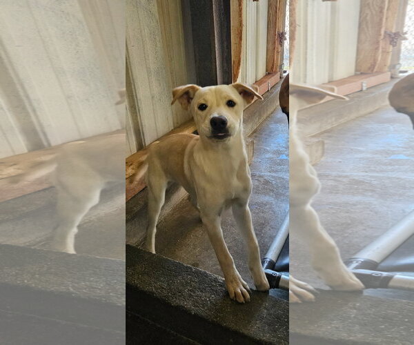 Medium Photo #1 Labrador Retriever-Unknown Mix Puppy For Sale in El Centro, CA, USA