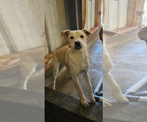 Labrador Retriever-Unknown Mix Dogs for adoption in El Centro, CA, USA