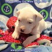 Small Photo #75 Dogo Argentino Puppy For Sale in JANE, MO, USA