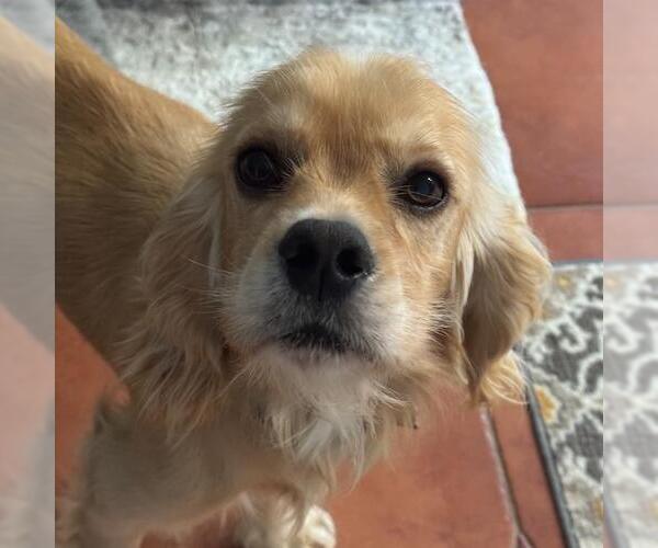 Medium Photo #2 Cocker Spaniel Puppy For Sale in San Diego, CA, USA