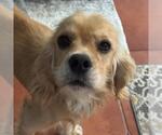 Small #1 Cocker Spaniel