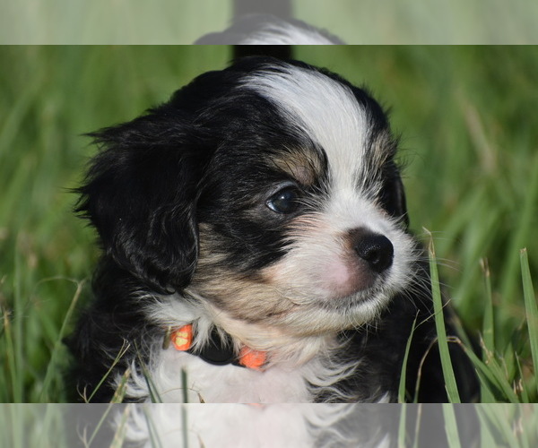 Medium Photo #6 Auss-Tzu Puppy For Sale in PALM COAST, FL, USA