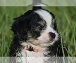 Small #5 Auss-Tzu