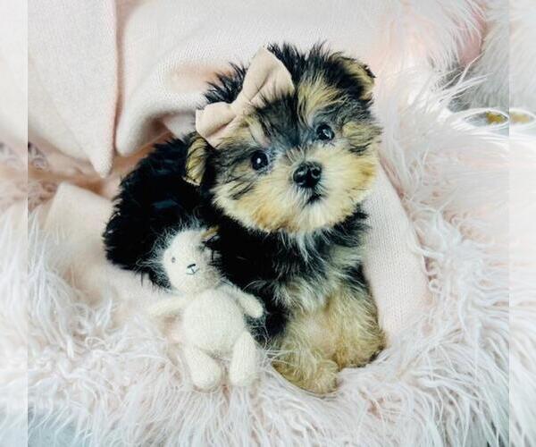 Medium Photo #3 Morkie Puppy For Sale in MIAMI, FL, USA