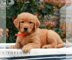 Molly - Female Golden Retriever Puppy for Sale - Small photo