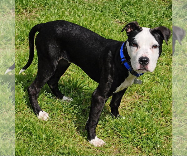 Medium Photo #2 Mutt Puppy For Sale in Euless, TX, USA