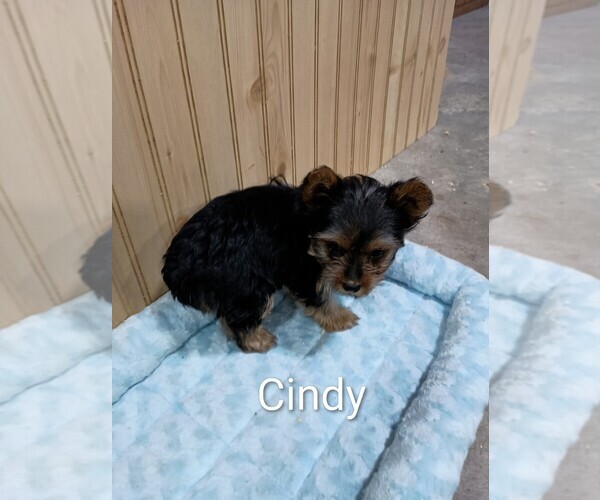 Medium Photo #4 Yorkshire Terrier Puppy For Sale in ROSEBUSH, MI, USA