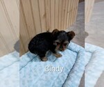 Small #3 Yorkshire Terrier