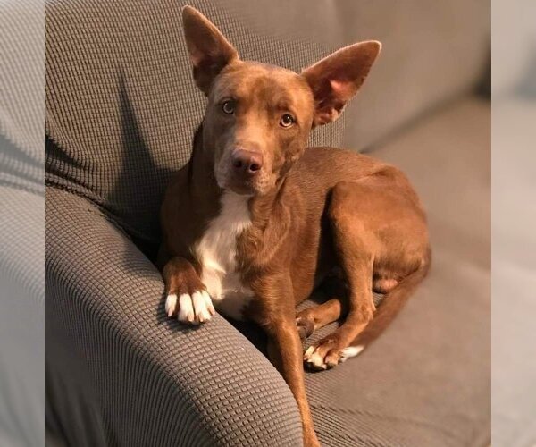 Medium Photo #1 Mutt Puppy For Sale in Vail, AZ, USA