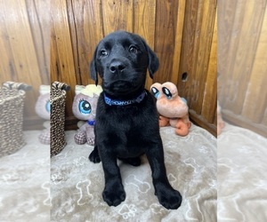 Labrador Retriever Puppy for sale in NEOLA, WV, USA