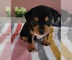 Puppy 1 Chihuahua-Morkie Mix