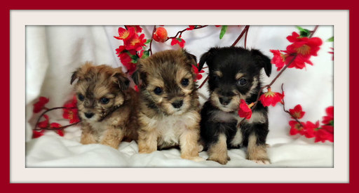 Medium Photo #1 Pooranian-Yorkshire Terrier Mix Puppy For Sale in SAN JOSE, CA, USA